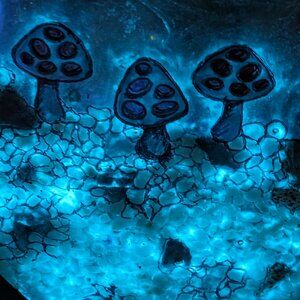 Magical mushrooms